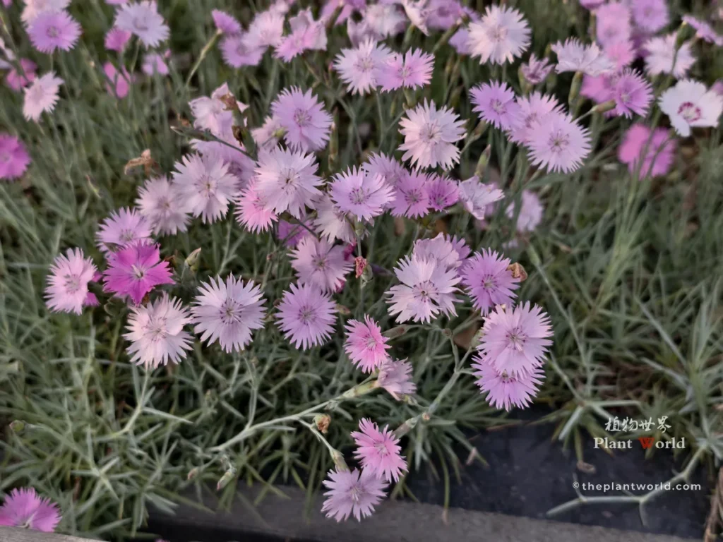 Cluster of pink China pink flowers (Dianthus chinensis) growing in a sunny garden bed