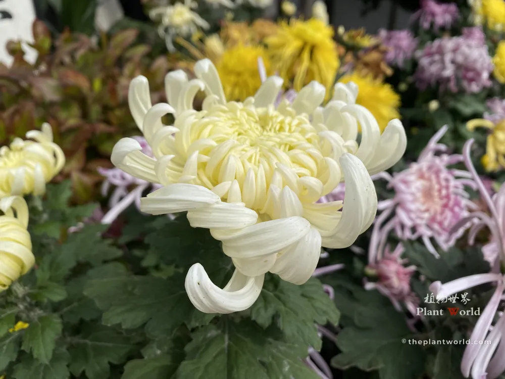 A high-resolution close-up photograph of a white and pale yellow incurve chrysanthemum with tightly curled petals, set against a background of blurred diverse chrysanthemums.