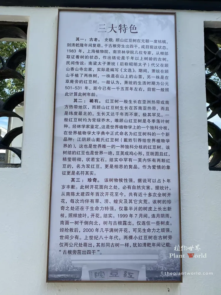 Chinese information board at Hongdou Courtyard explaining the three major characteristics and botanical uniqueness of the 1,500-year-old Red Bean Tree.