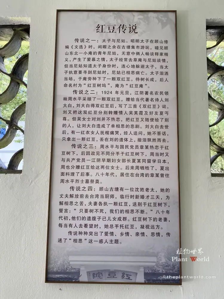 Information board displaying traditional love stories and legends associated with Prince Xiao Tong and the ancient Red Bean Tree in Gushan.