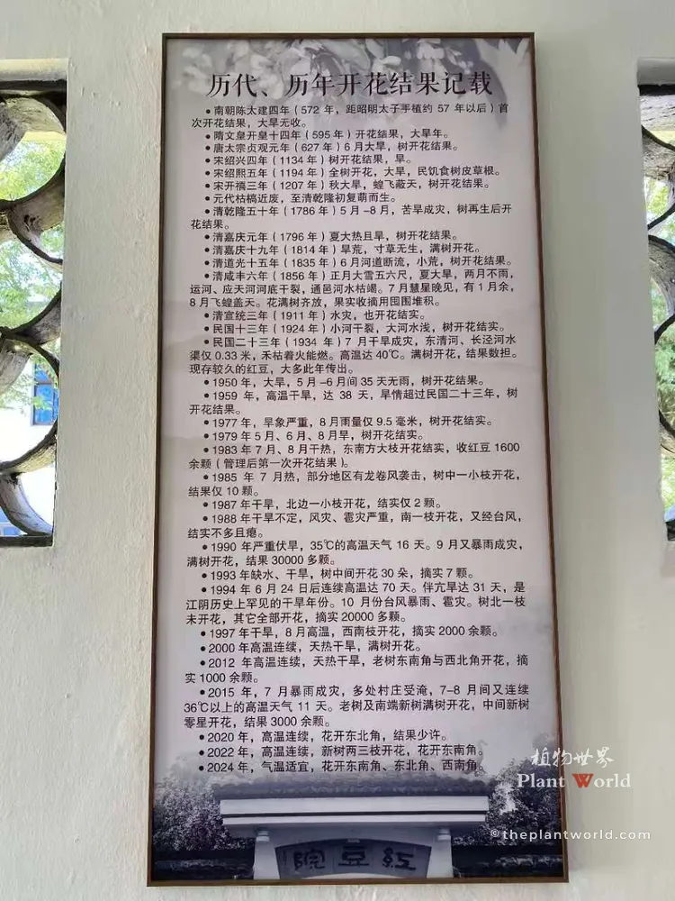 Detailed historical wall record showing the flowering and fruiting dates of the ancient Red Bean Tree in Jiangyin from 572 AD to present.