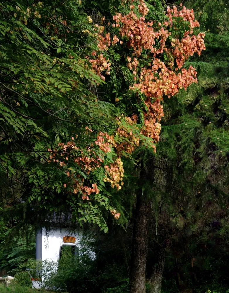 A large Goldenrain tree in autumn covered with vibrant reddish-orange lantern seed capsules next to traditional architecture