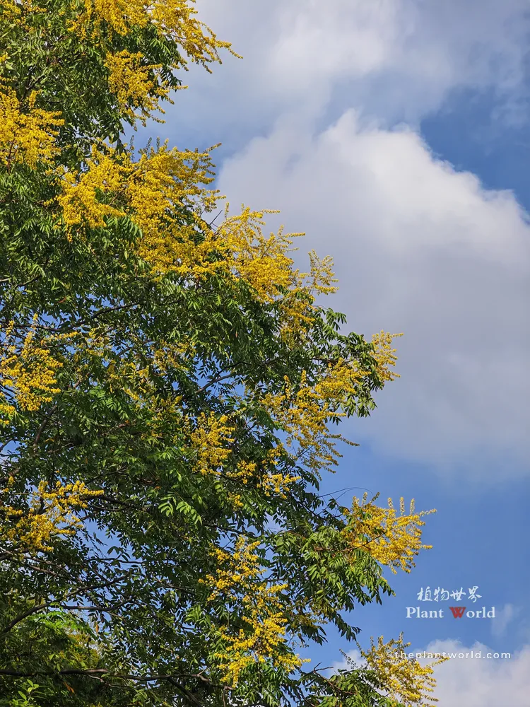 Looking up at a tall Goldenrain tree with yellow early autumn flowers against a bright blue sky