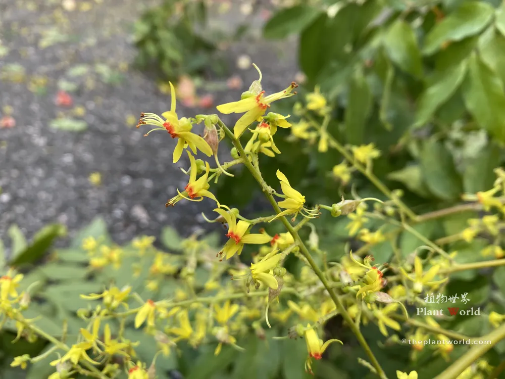 Macro shot of individual yellow flowers of Goldenrain tree showing distinct red markings at the center
