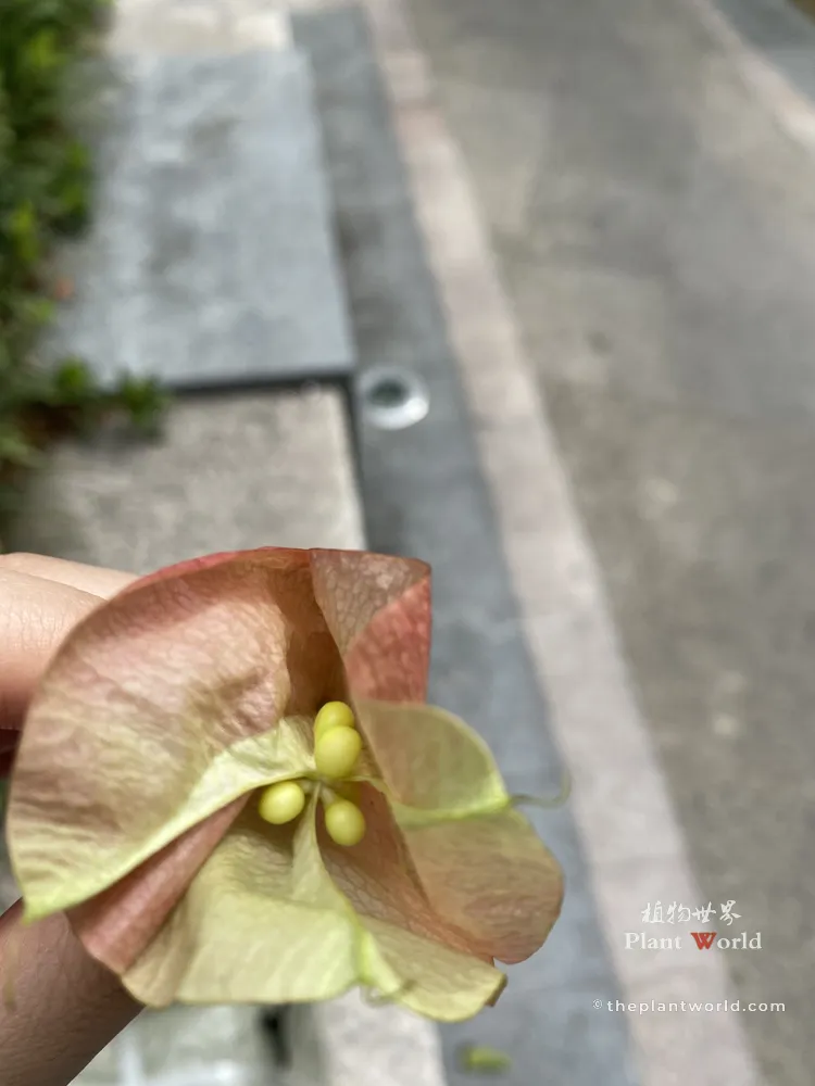 A hand holding an opened papery lantern capsule of Koelreuteria paniculata showing tiny green immature seeds inside