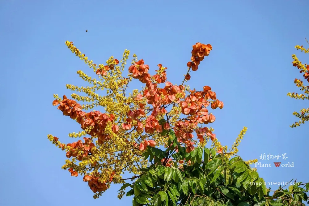 Clusters of orange-red papery lantern seed capsules and yellow flower panicles of Koelreuteria against a clear blue sky