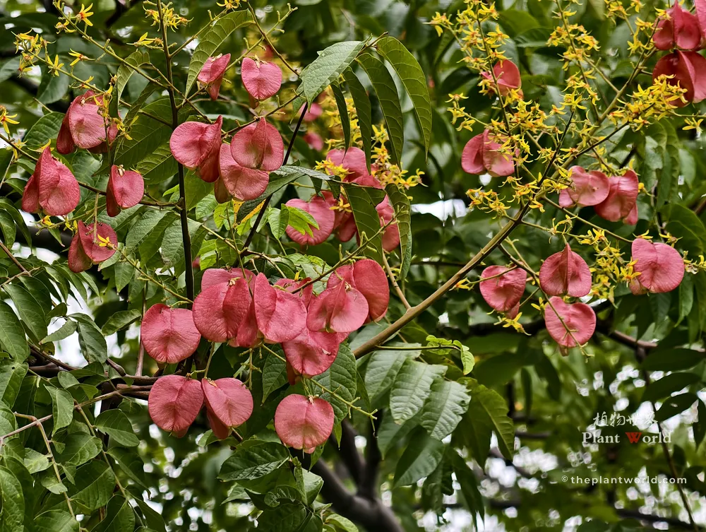 Goldenrain tree Koelreuteria bipinnata showing both bright yellow flowers and pink lantern-like seed capsules in early autumn