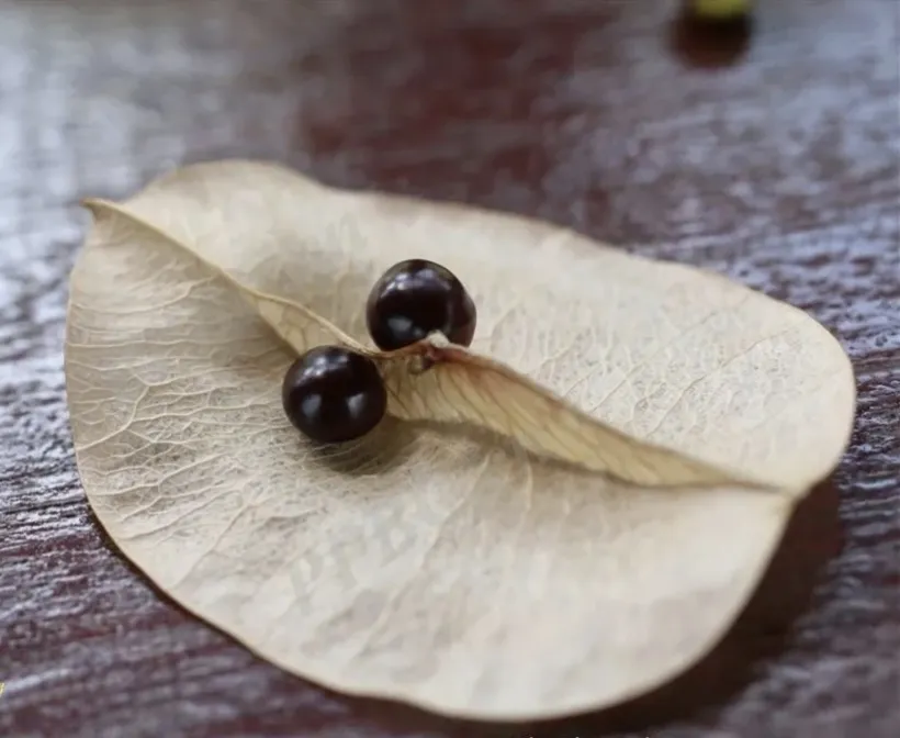Two smooth, shiny, round black seeds of Koelreuteria resting on a dried papery seed capsule