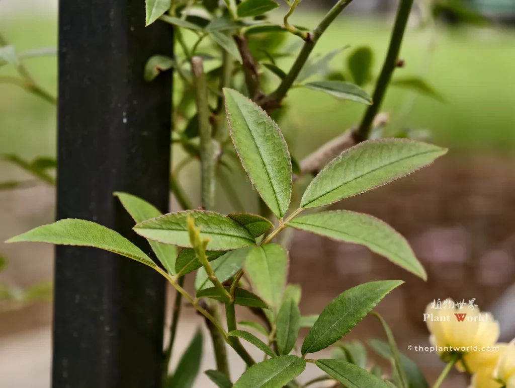 Fresh young leaves of lady banks rose vine, Rosa banksiae foliage