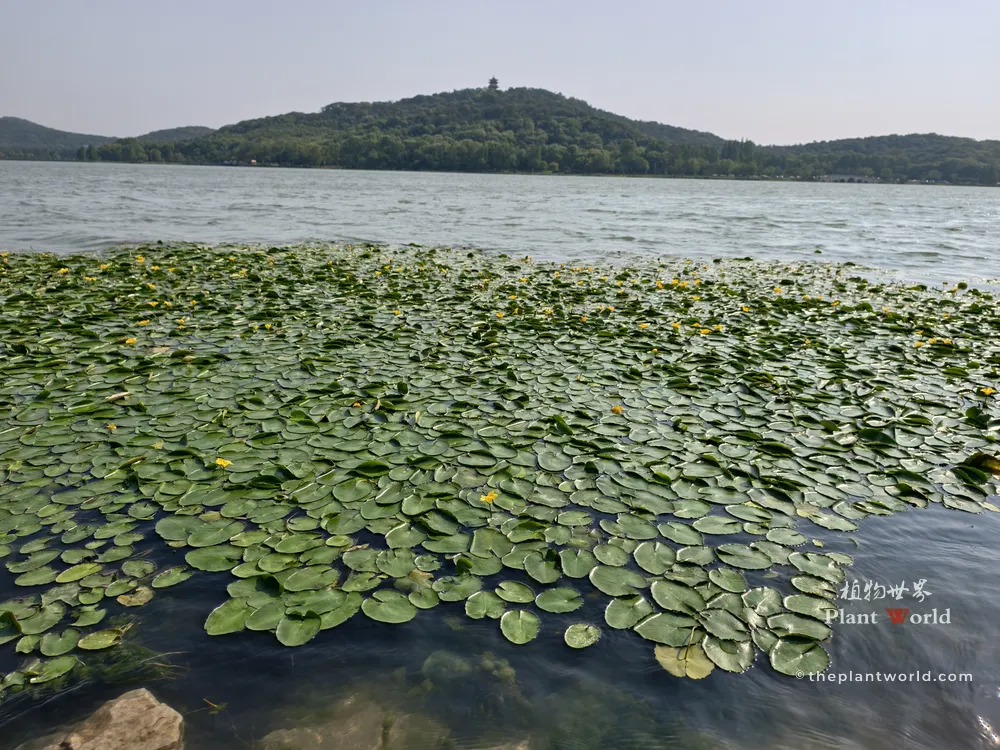 A wide-angle landscape photograph capturing a vast area of floating Nymphoides peltata (yellow floating heart) with yellow flowers on a shimmering water surface in Li Lake, Wuxi, with hills in the background under a clear sky.