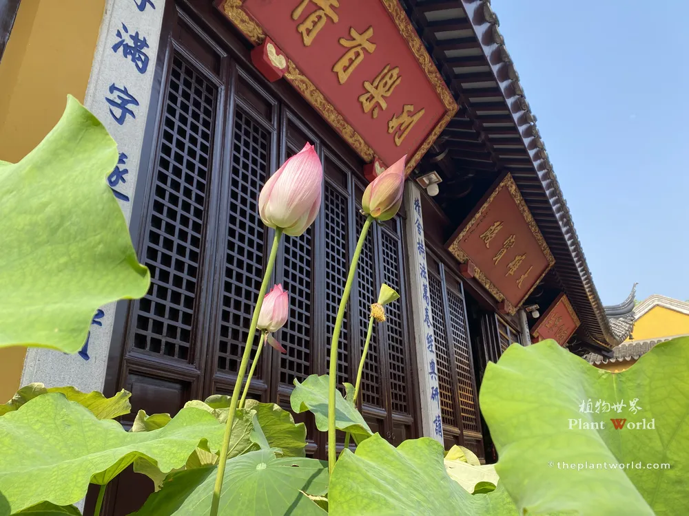 Pink Chinese lotus buds and green leaves growing in planting pots in front of a traditional Buddhist temple in Suzhou
