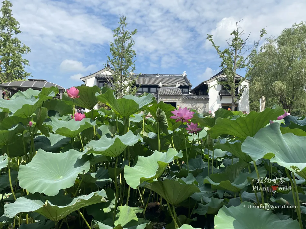 Lush summer lotus pond filled with pink Chinese lotus flowers and green leaves, set in front of a classic white-walled Chinese courtyard building under blue sky