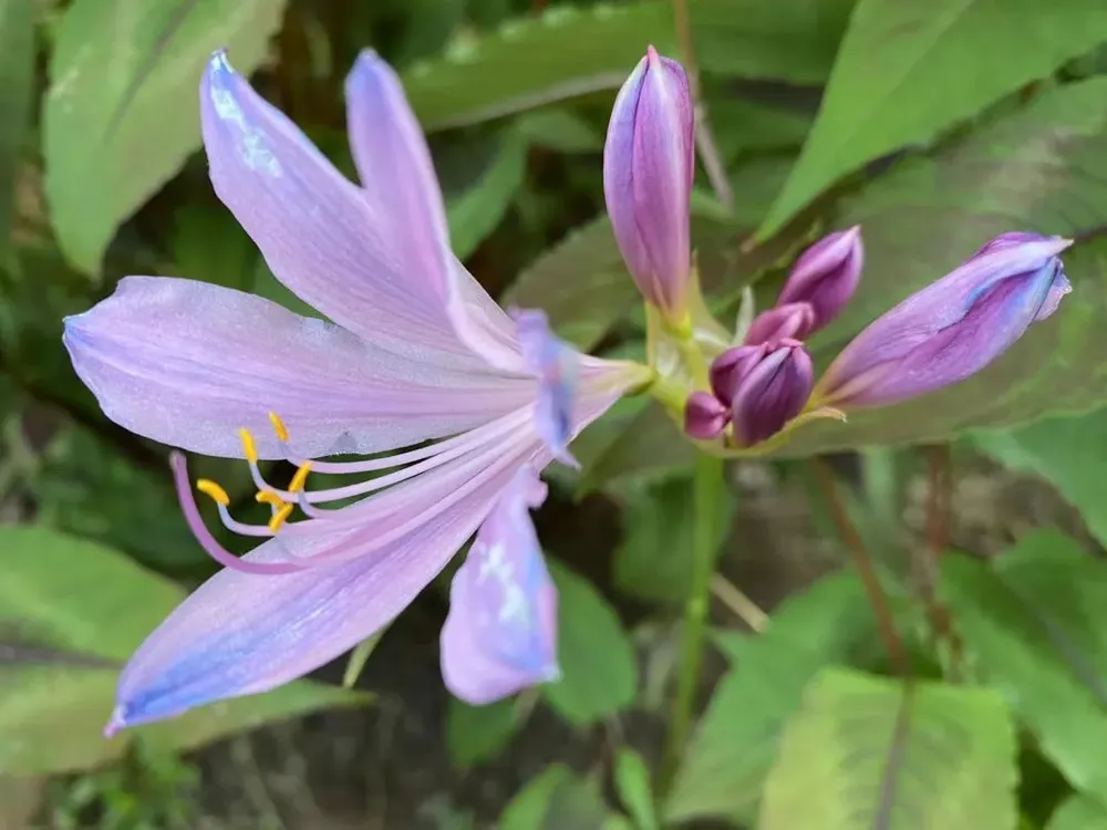 A close-up of a Lycoris sprengeri flower with soft pinkish-purple petals tipped with electric blue, surrounded by green foliage.