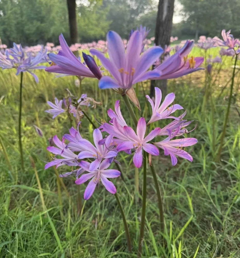 Clusters of Lycoris sprengeri flowers with lavender-pink petals and blue-tipped edges growing in a sunny green meadow with trees.