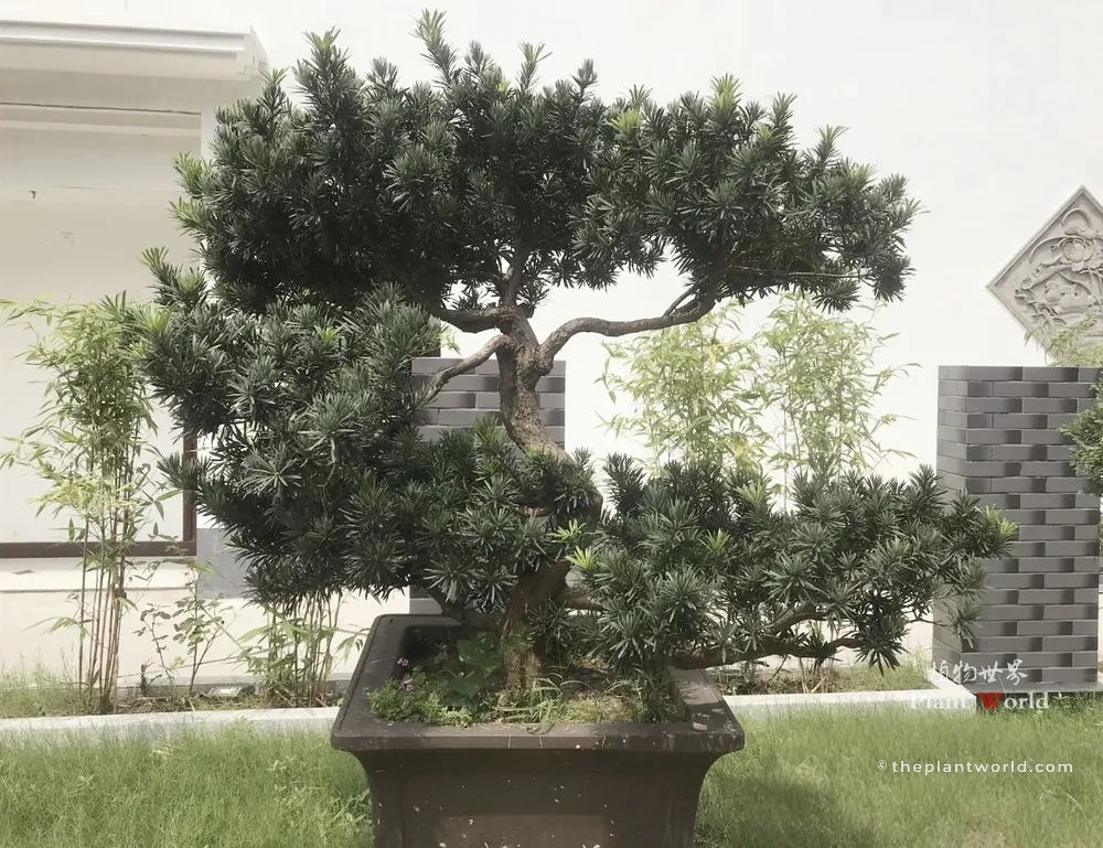 A male Buddhist Pine (Podocarpus macrophyllus) bonsai featuring a bold curved trunk and dense evergreen foliage without fruit.