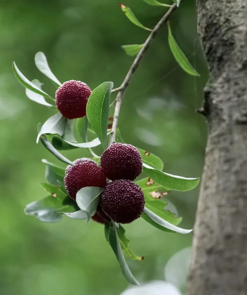 A cluster of ripe dark-purple Mashan Wumei Chinese bayberries (Morella rubra) hanging on a branch next to the tree trunk.