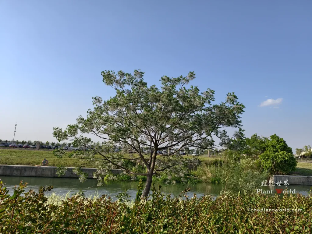 Full view of blooming chinaberry tree growing beside river in spring, Melia azedarach landscape