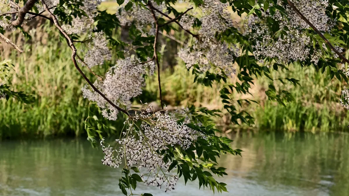 Chinaberry flowering branches hanging over calm river water, Melia azedarach spring scenery