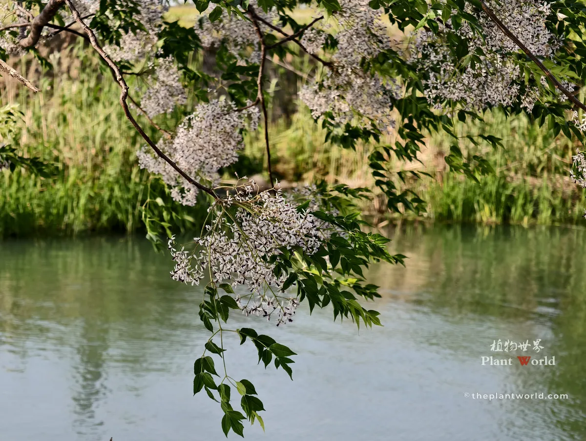 Chinaberry flowering branches hanging over calm river water, Melia azedarach spring scenery