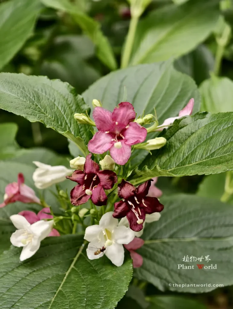 Multicolor Weigela flowers showing ruby red, pink, and white blooms on green foliage