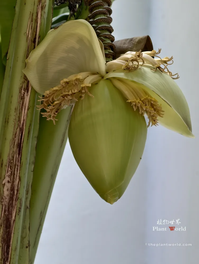 Close‑up of Musa basjoo flower bud, hardy chinese banana inflorescence