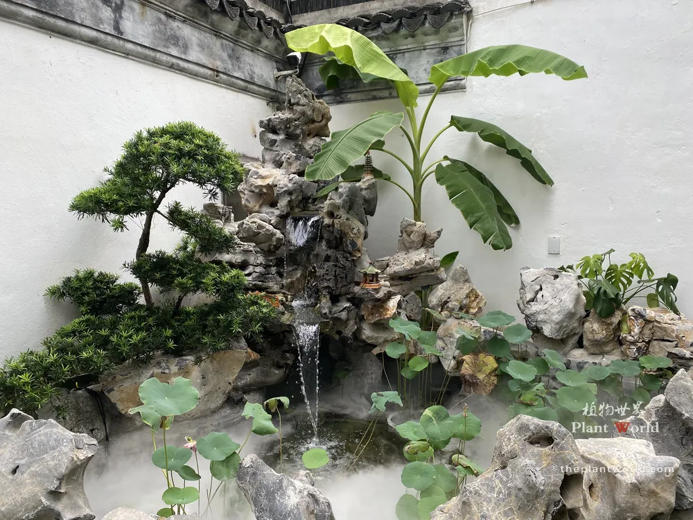 Musa basjoo hardy banana planted beside rockery waterfall and lotus pond within a traditional Chinese courtyard garden