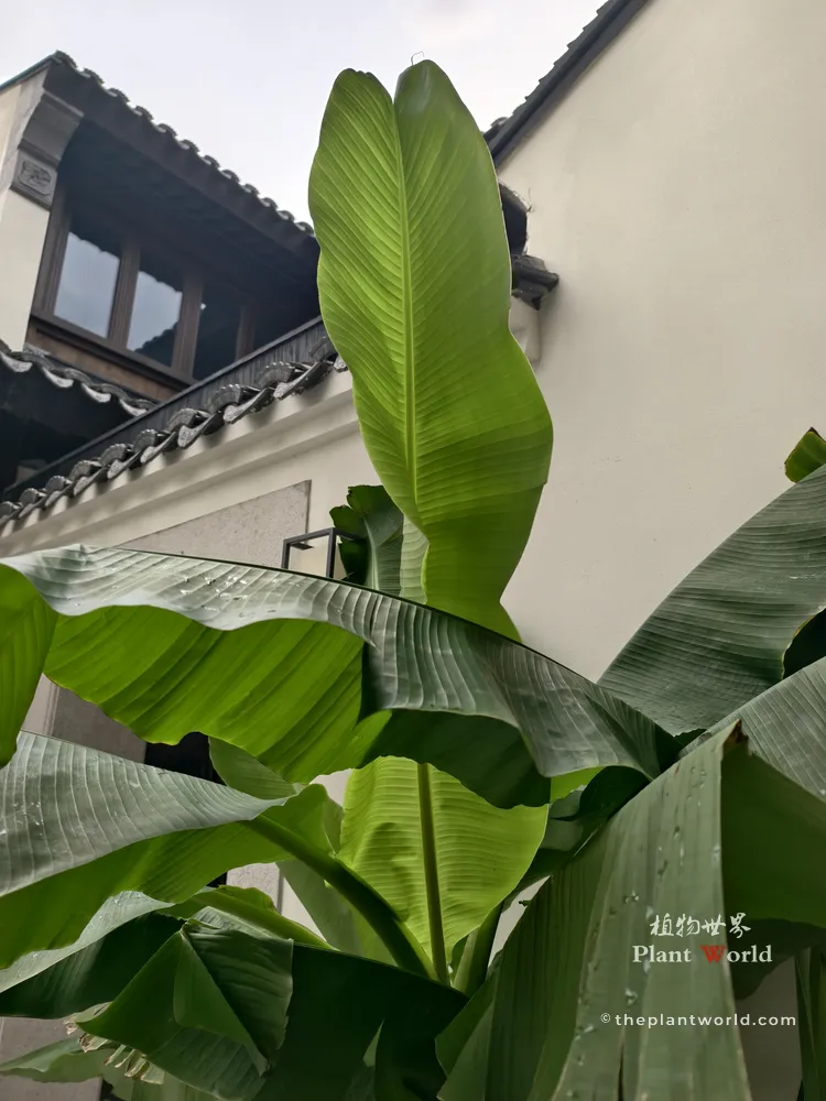Musa basjoo hardy banana growing in a traditional Jiangnan courtyard beside white plastered walls Title:Hardy Banana in Classical Jiangnan Garden
