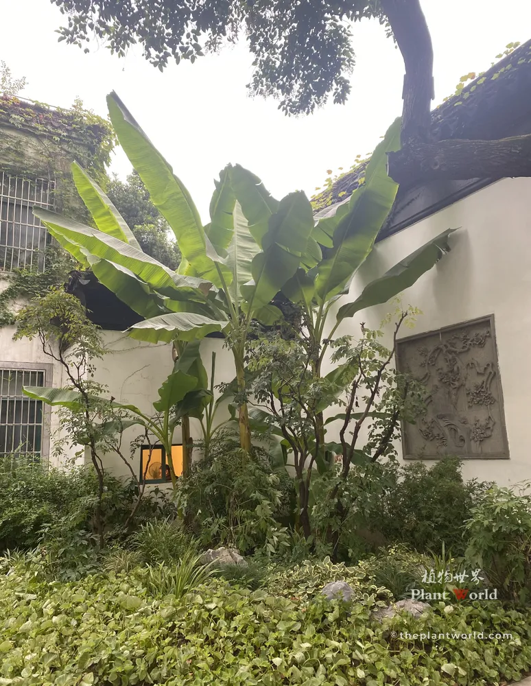 Musa basjoo hardy banana clump growing beside a traditional white plaster courtyard wall in a Jiangnan classical garden, with black‑tiled roofs, mixed shrubs and stone relief panel