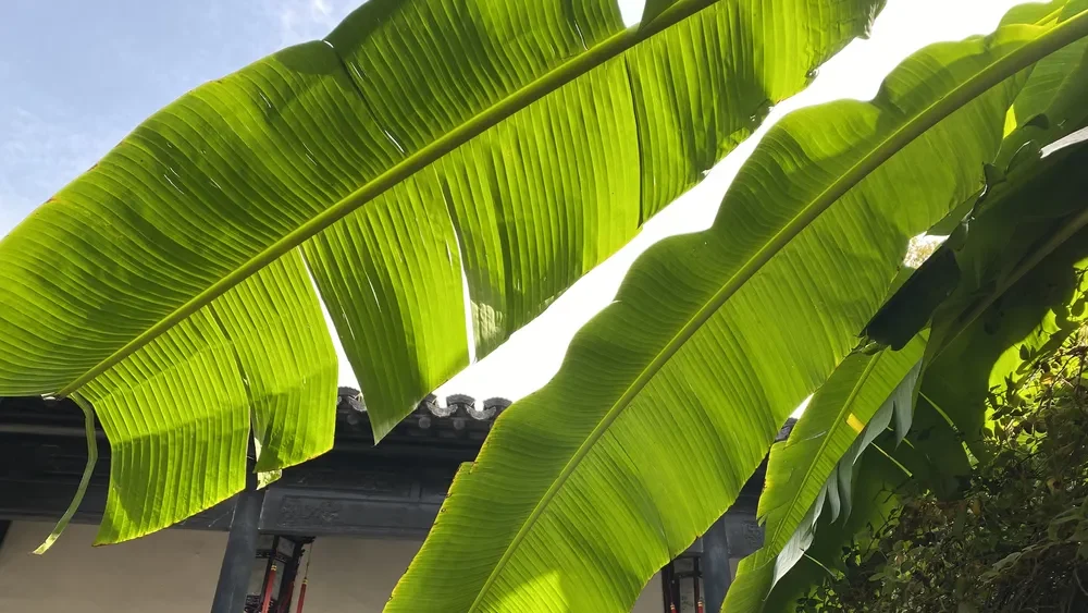 Large Musa basjoo leaves framing courtyard view, poetic banana‑window scene