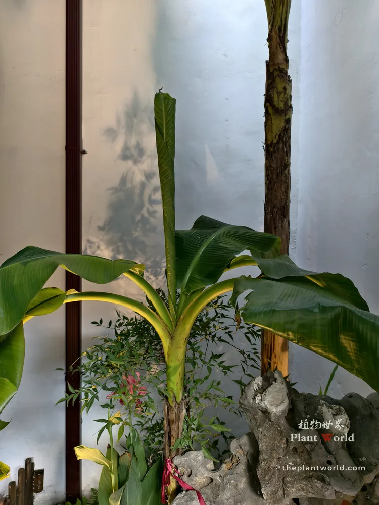 Musa basjoo hardy banana, one broad leaf unfurled while a fresh spear‑shaped new leaf emerges, planted beside Taihu rock on a traditional Chinese courtyard