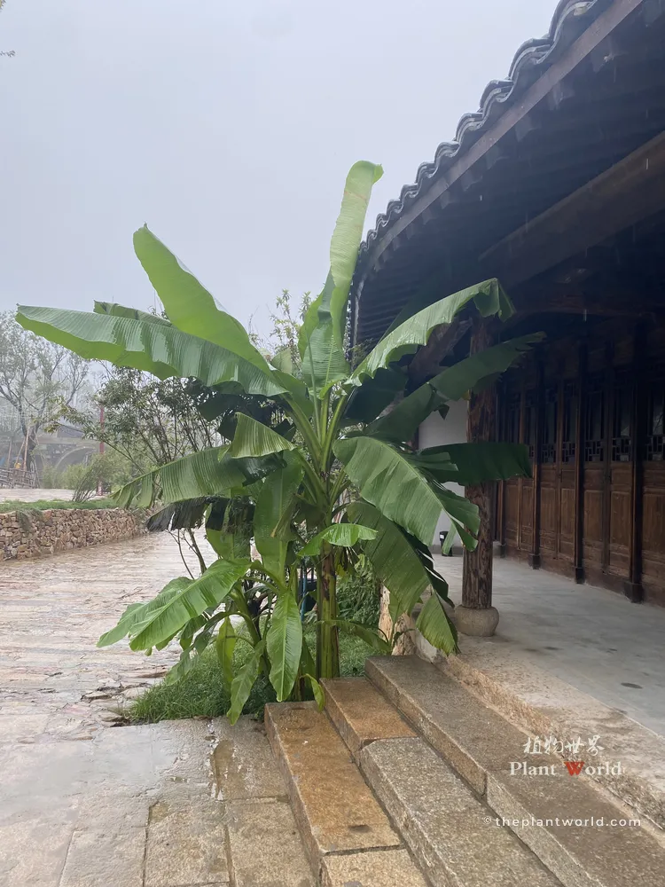 Musa basjoo hardy banana on rainy day beside traditional Chinese wooden hall and stone steps Title:Rain‑soaked Hardy Banana in Ancient Courtyard