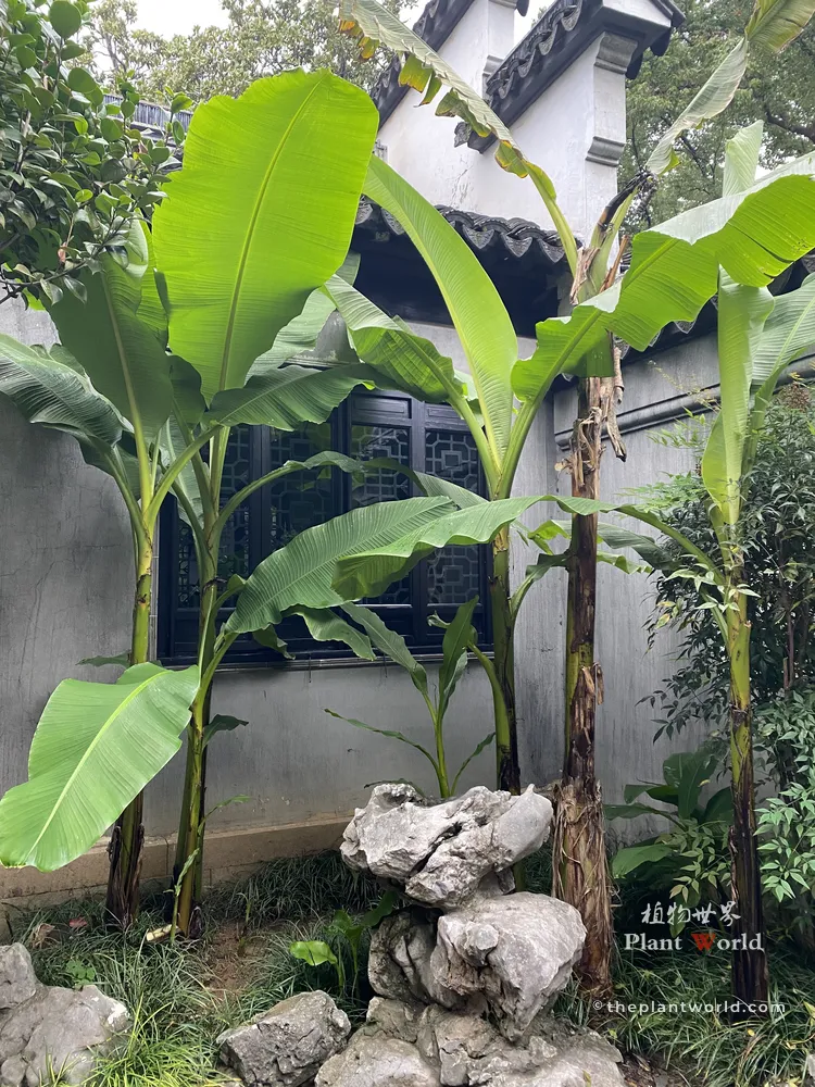 Musa basjoo hardy banana paired with Taihu limestone rock in classical Chinese garden