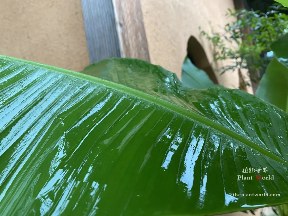 Wet glistening leaf of Musa basjoo covered with rain droplets