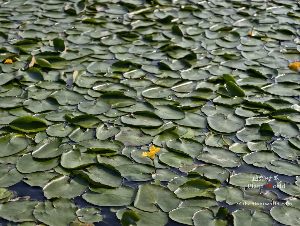 A wide-angle landscape photograph capturing a vast, dense colony of floating Nymphoides peltata (yellow floating heart) leaves covering the entire water surface, with several small yellow flowers blooming among them.