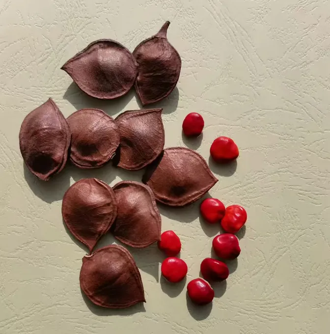 Flat, wooden heart-shaped pods and vibrant glossy red seeds of Ormosia hosiei displayed on a neutral background.