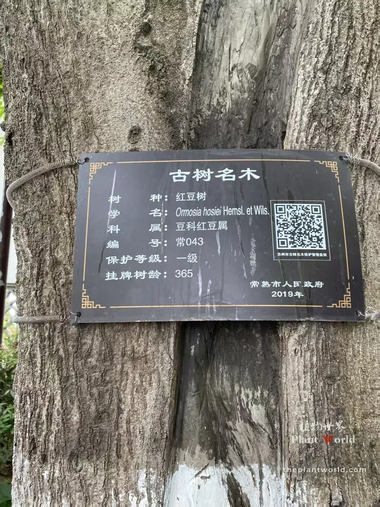 Official ancient‑tree nameplate of Ormosia hosiei, 365‑year‑old first‑grade protected Chinese Red Bean Tree hanging on trunk in Zeng Garden, Changshu, Jiangsu