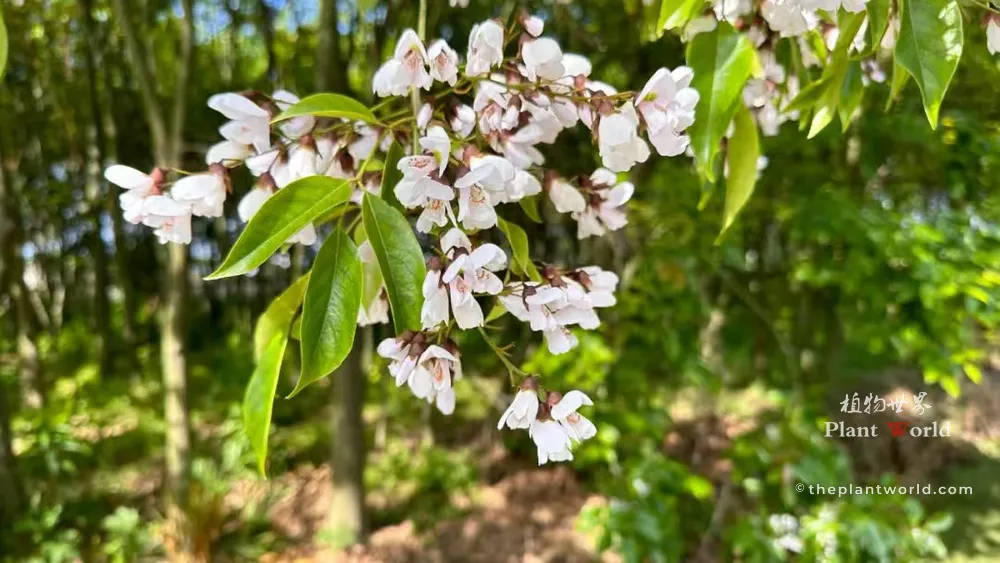 Raceme of fully opened pale white flowers of Ormosia hosiei, Chinese Red Bean Tree, with glossy green foliage in woodland setting