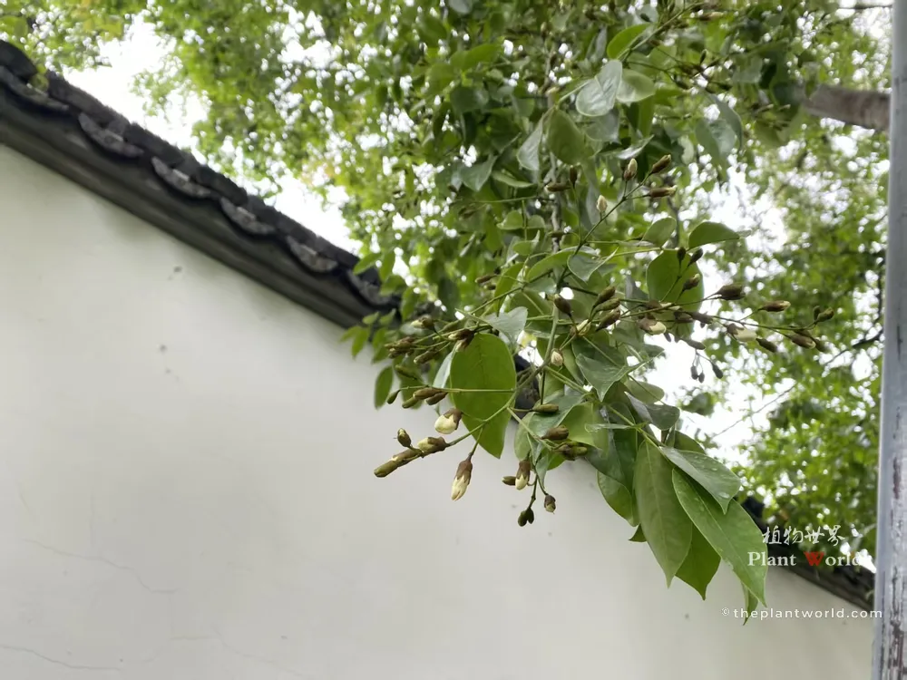 Flower buds and fresh foliage of Ormosia hosiei, Chinese Red Bean Tree, branches over traditional white garden wall in Zeng Garden, Changshu, Jiangsu