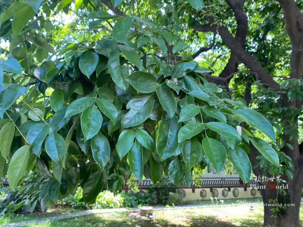 Compound glossy green leaves of Ormosia hosiei, foliage from the famous 1500‑year‑old ancient Chinese Red Bean Tree in Gushan, Jiangyin, Jiangsu