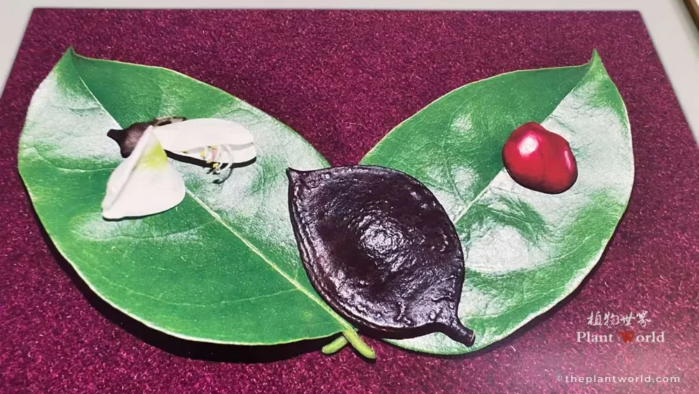 Official display photograph showing leaf, flower, dark seed pod and glossy scarlet seed of Ormosia hosiei, the Chinese Red Bean Tree from Gushan, Jiangyin