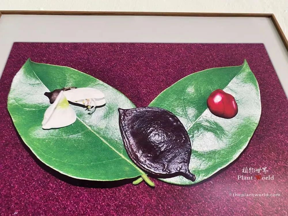 Official display photograph showing leaf, flower, dark seed pod and glossy scarlet seed of Ormosia hosiei, the Chinese Red Bean Tree from Gushan, Jiangyin