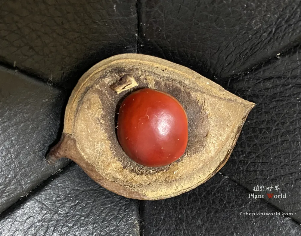 Glossy ruby‑red seed of Ormosia hosiei (Chinese Red Bean Tree) resting inside its split dried seed pod, collected from the ancient Gushan specimen in Jiangyin, Jiangsu