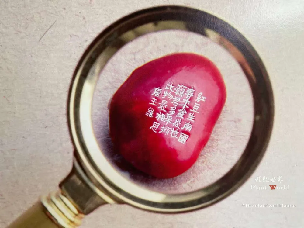 Magnifying glass viewing a scarlet Ormosia hosiei seed with micro‑carved Tang‑Dynasty poem, cultural exhibit from Gushan Red‑Bean Village, Jiangyin, Jiangsu