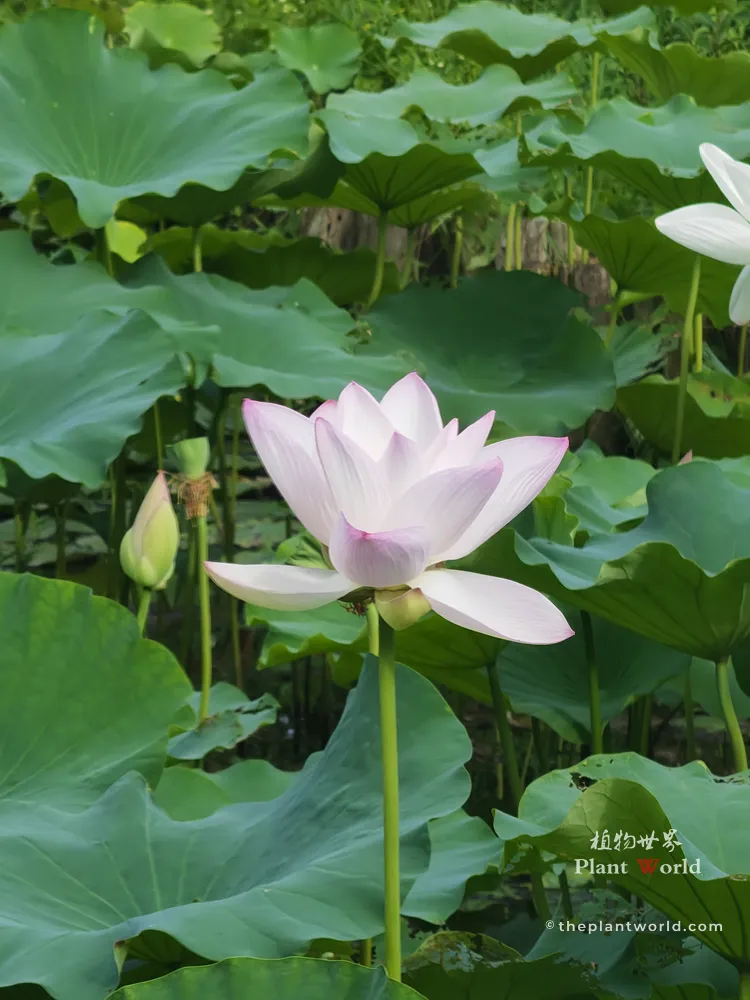 Pale white Chinese lotus flower with pink-tipped petals surrounded by lush green lotus leaves and unopened bud in summer pond, Suzhou