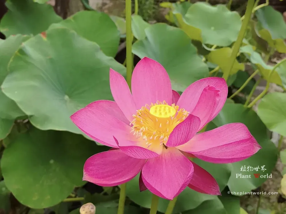 Bright pink single-petal Chinese lotus flower (Nelumbo nucifera) blooming among lush green lotus leaves in a summer pond
