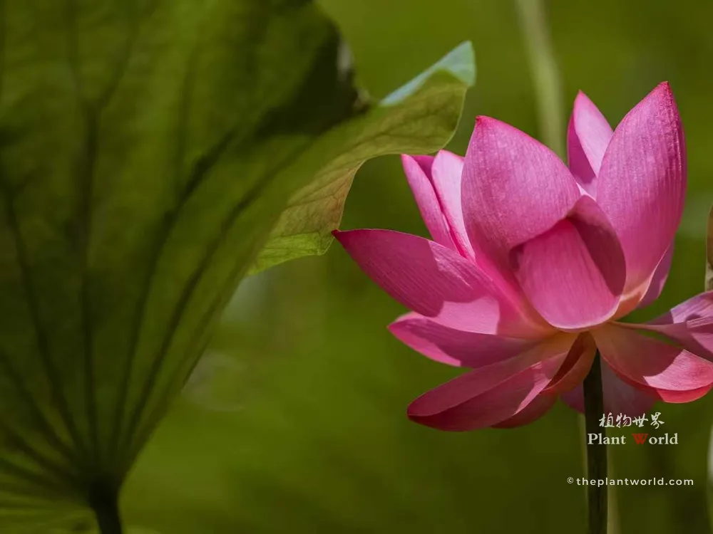 Vibrant pink sacred lotus (Nelumbo nucifera) bloom beside large green lotus leaf in natural pond