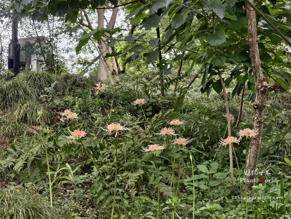 Soft pink spider lilies (Lycoris incarnata) blooming naturally among lush green ferns and trees in a classical Chinese garden.