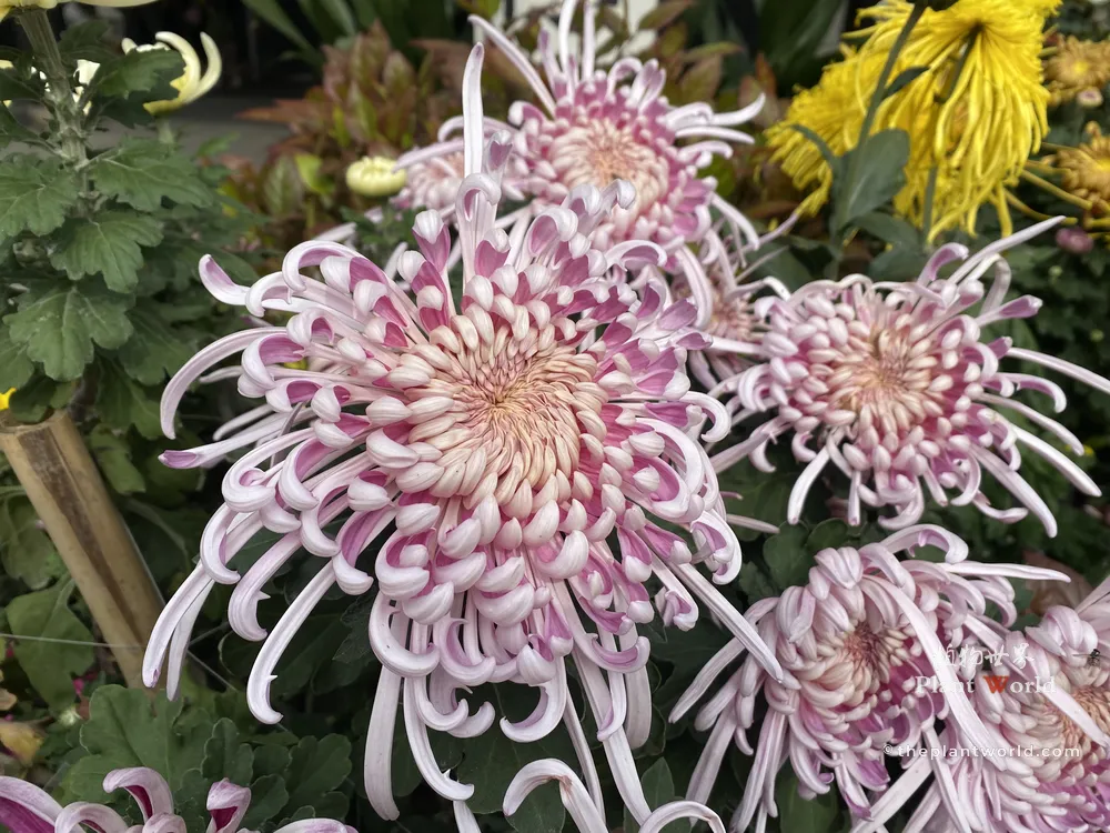 A close-up photograph of a pink and white spider chrysanthemum with delicate, cascading tubular petals and a densely incurved center.
