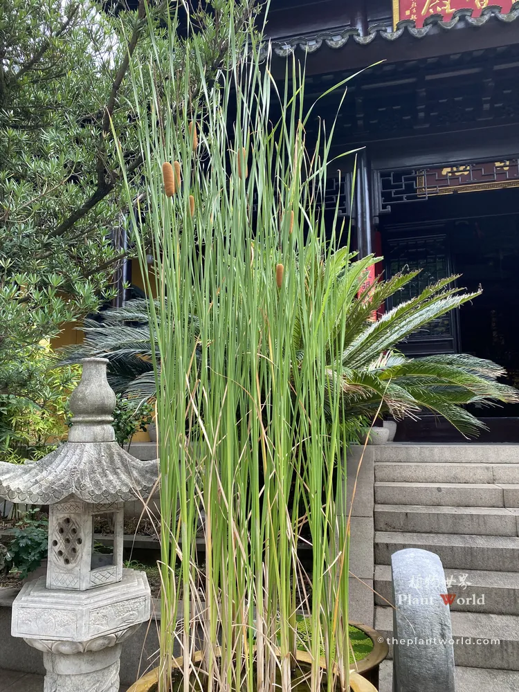 Tall potted cattail (Typha) with brown sausage-like spikes growing in a large ceramic tub inside a traditional Chinese temple courtyard in Suzhou.