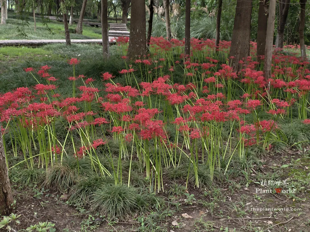 A large field of vivid red spider lilies blooming densely under the shade of trees along a garden pathway.